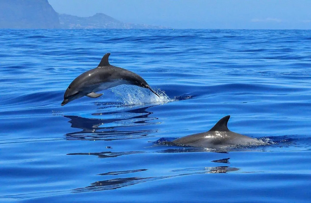 Apartamento incleibles vistas al océano y piscina. Acantilado de los Gigantes